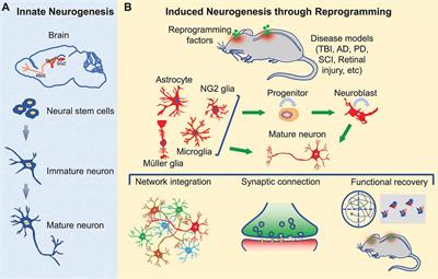 Regeneration Through in vivo Cell Fate Reprogramming for Neural Repair